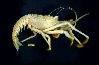 藏品(日本龍蝦)的圖片